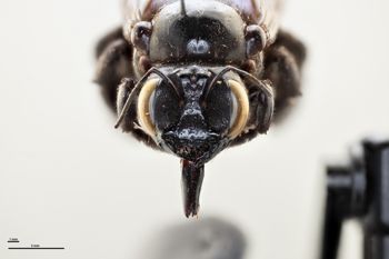 Media type: image;   Entomology 810658 Aspect: head frontal view